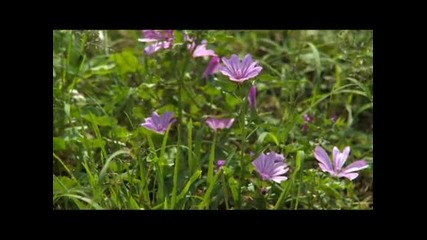 Катя Георгиева - Жельо се болен разболя 2012
