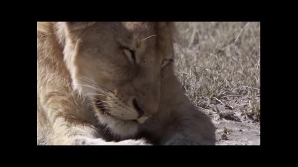 The Great Migration - Ndutu Lions 