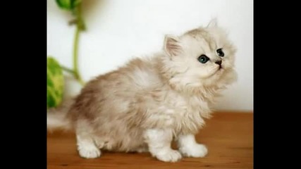Kitten Photos for Jean