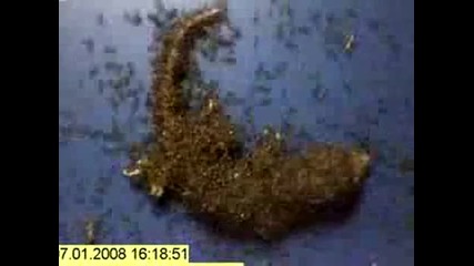 Мравки изяждат трупа на мъртъв гущер 
