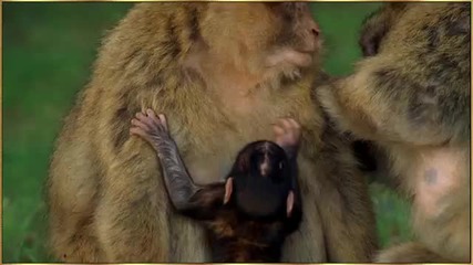 Monkey Mother Love [hd]