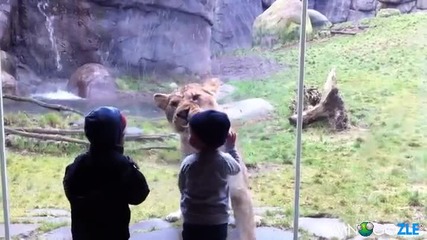 Лъв срещу малко дете