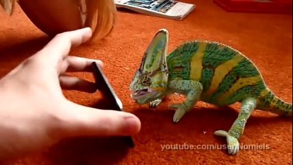Хамелеон срещу Iphone. Много Смях!