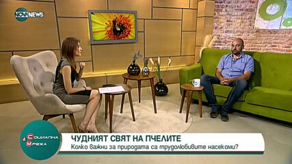 "Социална мрежа": Как можем да спасим пчелите?