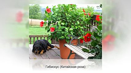 Luchshie krupnыe komnatnыe rasteniia. Kak vыbraty kuda postavity