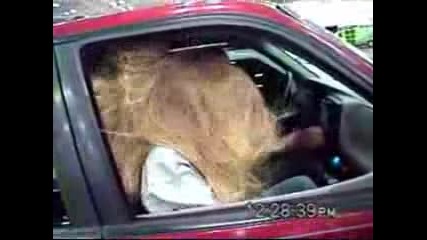 Hair Trick Bass