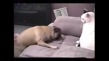 Куче щурее, котка се нерви - смях!