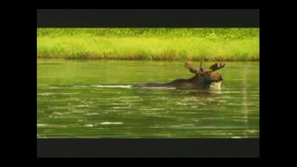 Dan Schwartz - Their Dreams Music Video