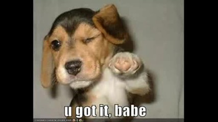 Very funny dogs
