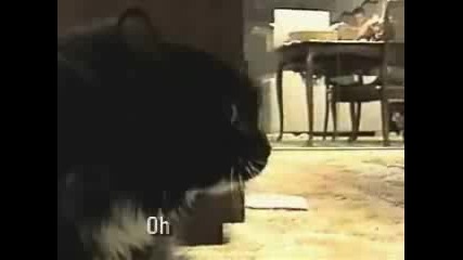 Уникалнo котка говори