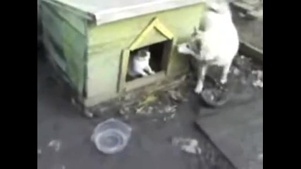 Куче не може да си влеза в колибата, защото котката е там - смях 
