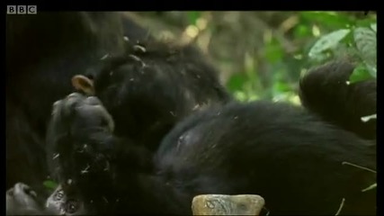 Human and primate relationship - Cousins - Bbc 