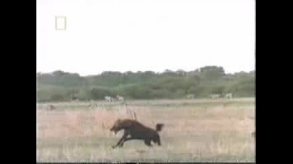 Най - бруталните животни на планетата 6 - Африкански лъв убива хиени