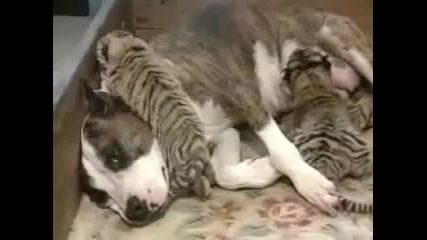 Тигър Мама - –) сцена, куче се грижи за малки тигърчета 
