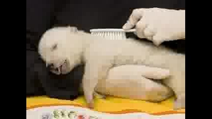 Baby Polar Bear