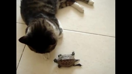 Коте и костенурка се целуват!