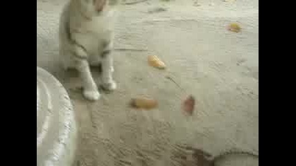 Gu6ter Sre6tu Tigar