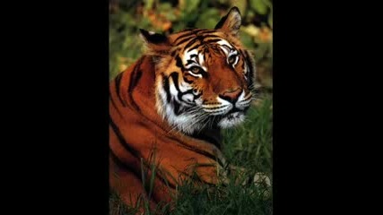Animals of the Wilderness .flv