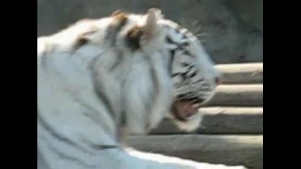 Белият тигър 