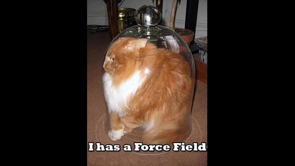 Funny Cats