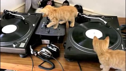 Dj за малки котета.