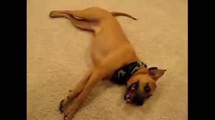 Dog Trick