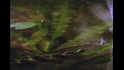 Mr.big - "wild World"