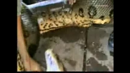 Невероятно Голяма Анаконда Захапва Човек