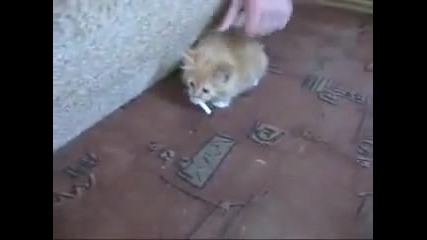 Коте пристрастено към цигарите