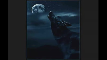 Wolfs !! 