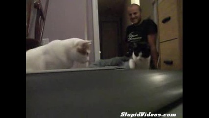 Котки срещу бягаща пътека = Много ама много Смях! 