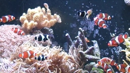 Relaxing Aquarium 