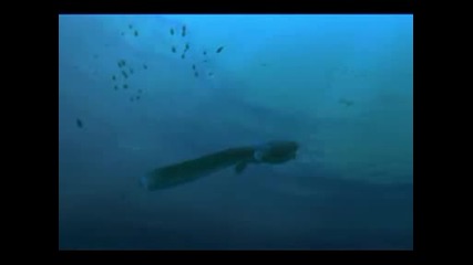 Морски чудовища