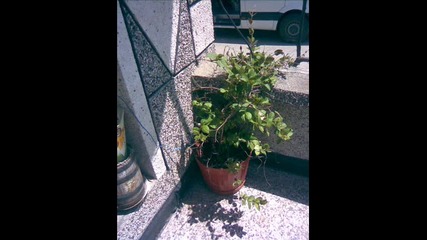 Moqta gradina