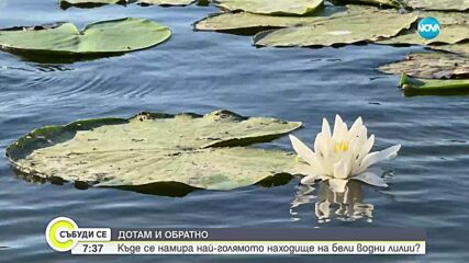„Дотам и обратно”: Малопреславското блато - най-голямото находище на бели водни лилии (ВИДЕО)