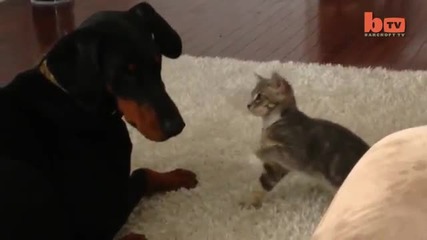 Куче срещу котка нинджа, която ясно показва кой тук е шефа