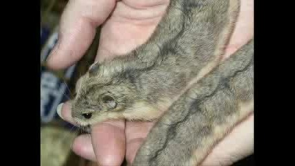 Hybrid Animals