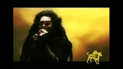 Shadows fall - in effigy