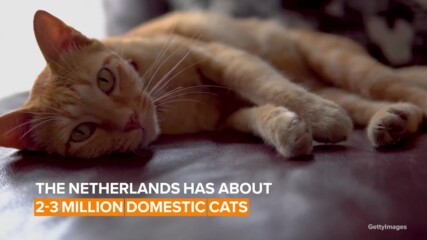Искат да забранят на холандските домашни котки да излизат на улицата