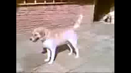 Video011.3gp