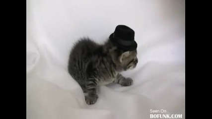 mean cat hates kittens with hats video