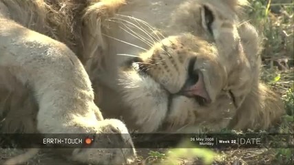 Докосване до дивия свят: Лъвове в следобедно мързелуване
