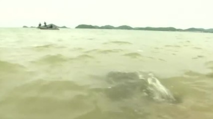 Пуснаха повече от 1000 костенурки в морето в Тайланд