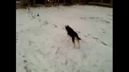 Kari igrae v snega 