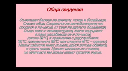 Първични бозайници!