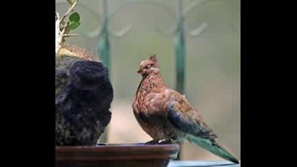 Смешни Животни
