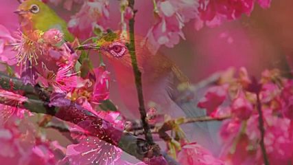 Sweet People-- Et Les Oiseaux Chantaient 1980