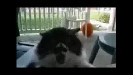 Пародия с котки на филма 300