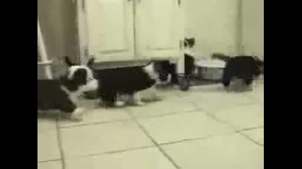Сладки кученца атакуват котка (смях)