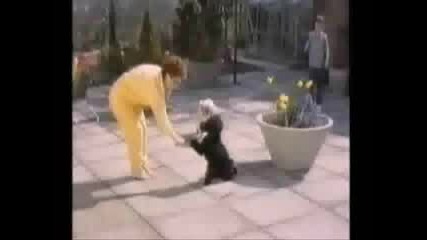 Много Смешни Животни